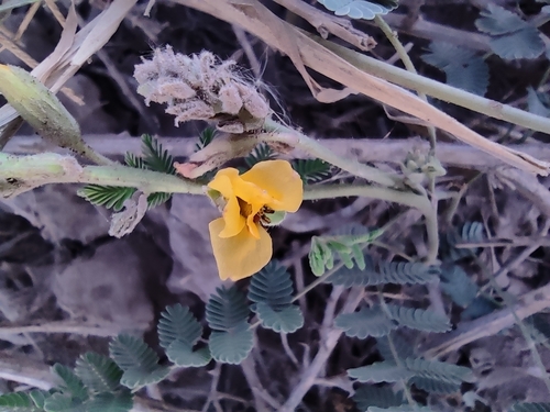 Image of Hoffmannseggia glauca by (c) Mauricio Calderón, some rights reserved (CC BY)