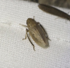 Negosiana dualis