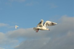 Chroicocephalus ridibundus