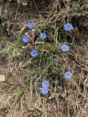 Gentiana pedicellata