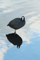 Fulica atra