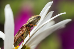 Prosternon bombycinum