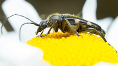 Toxoleptura vexatrix