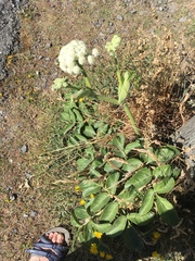 Angelica hendersonii