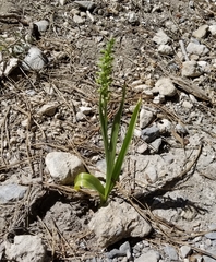 Platanthera tescamnis