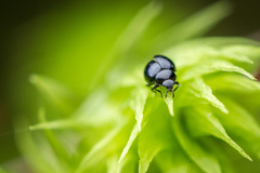 Microweisea misella