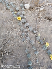 Cucurbita cordata