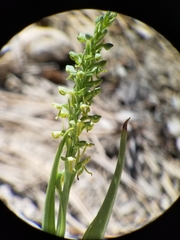 Platanthera tescamnis