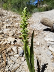 Platanthera tescamnis