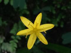 Hypoxis hirsuta