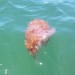 photo of Lion's Mane Jellyfish (Cyanea annaskala)