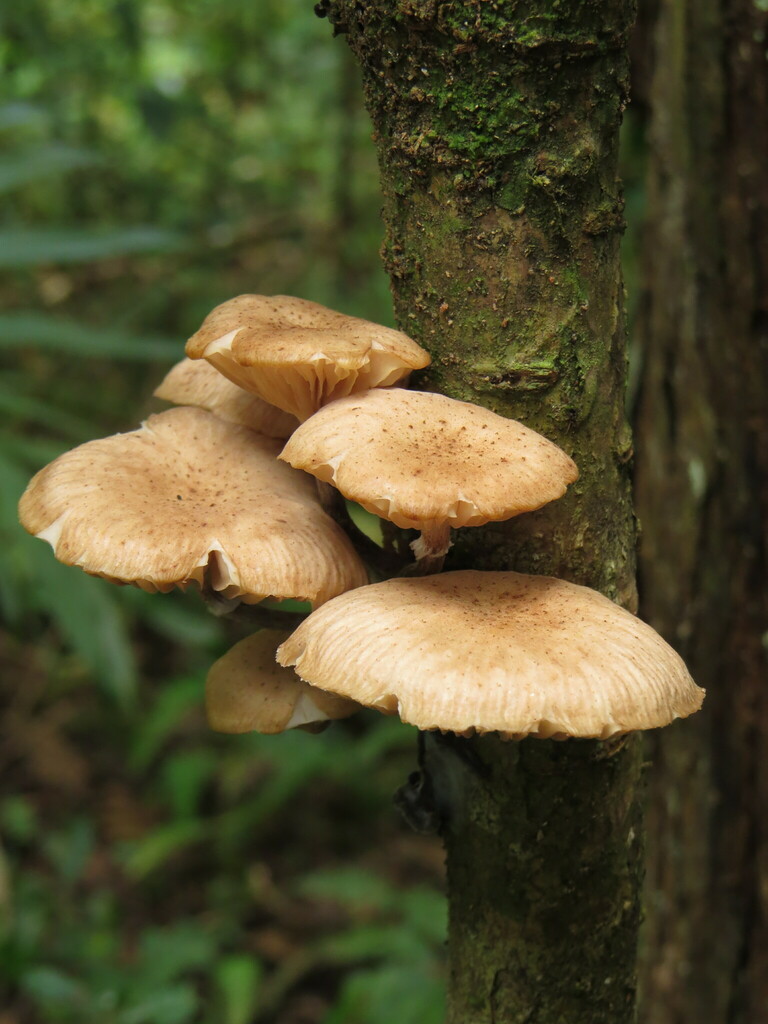 Armillaria affinis