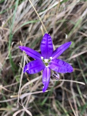 Brodiaea elegans hooveri