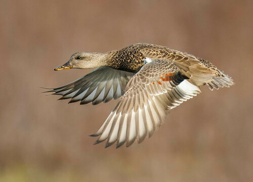 Canard chipeau