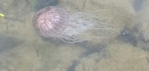 photo of Australian Sea Nettle (Chrysaora pentastoma)