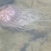 photo of Australian Sea Nettle (Chrysaora pentastoma)