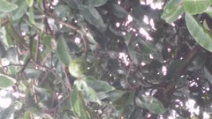 Psidium friedrichsthalianum