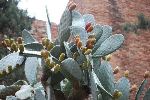 Avistamiento Chumbera (Opuntia ficus-indica)
