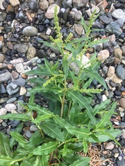 Rumex transitorius