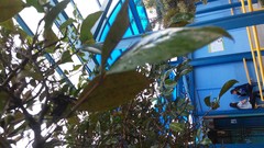 Psidium friedrichsthalianum