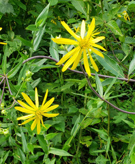 Silphium asteriscus trifoliatum