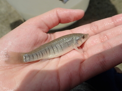 Fundulus similis