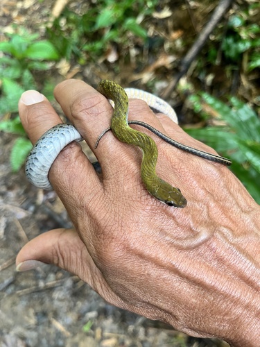 Photo of a Tobago Stream Snake (Erythrolamprus pseudoreginae)