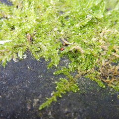 Drepanocladus