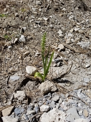 Platanthera tescamnis