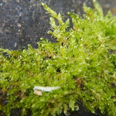 Drepanocladus
