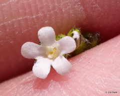 Lappula occidentalis occidentalis