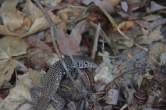 Aspidoscelis tigris tigris