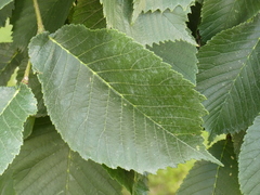 Ulmus glabra