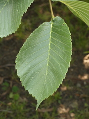 Ulmus glabra
