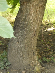 Ulmus glabra
