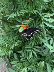 Papilio polyxenes