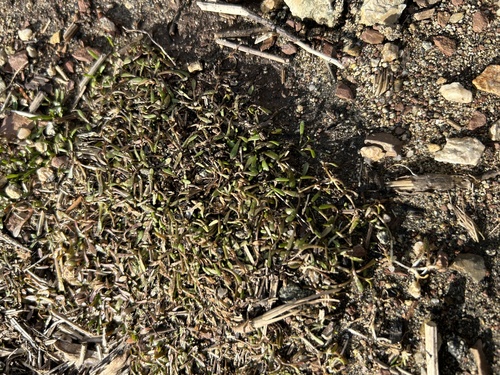 Image of Mudmat (Glossostigma cleistanthum) by (c) Bonnie Semmling, some rights reserved (CC BY)
