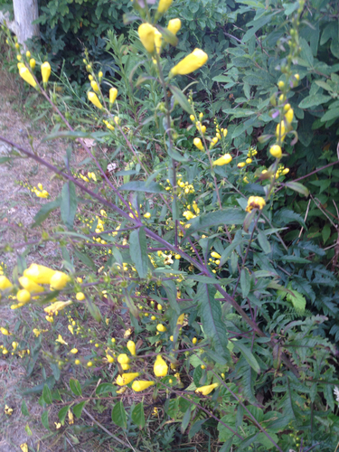 Smooth yellow false foxglove (Aureolaria flava)