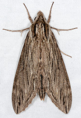 Sphinx canadensis
