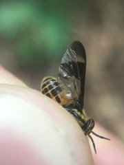 Chrysops geminatus