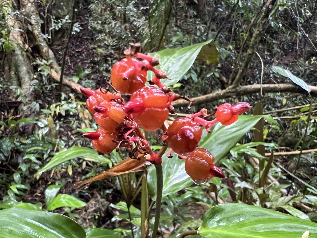 Stromanthe thalia, Tijucas, SC, BR