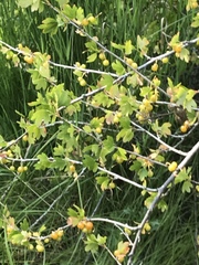 Ribes aureum