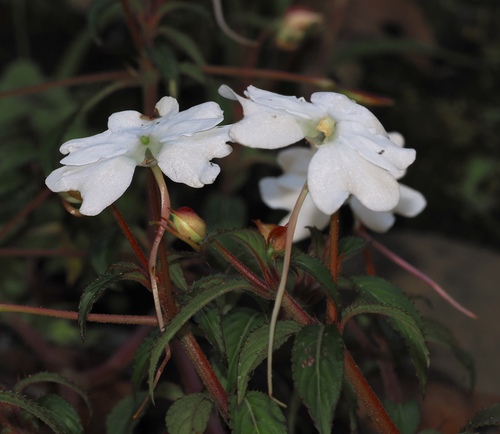 Impatiens hawkeri