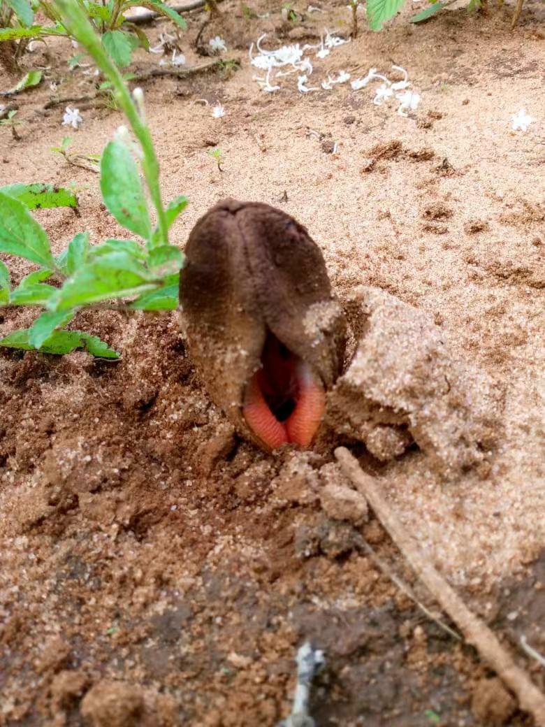 Imagem de Flor-cadáver