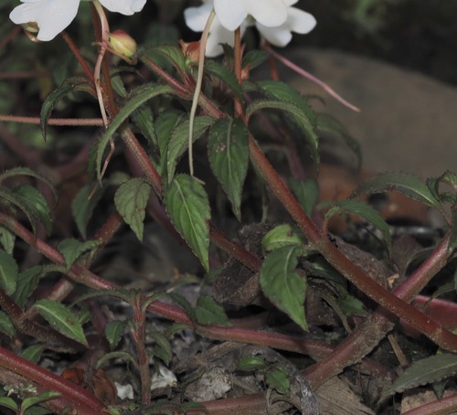 Impatiens hawkeri