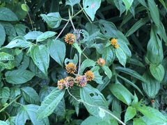 Tilesia baccata