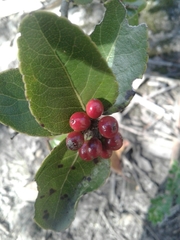 Xylosma spiculifera