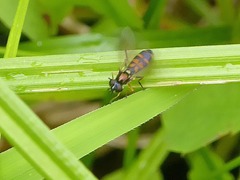 Pyrophaena granditarsis