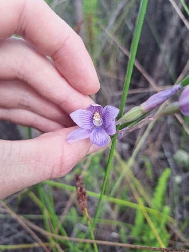 Image of Thelymitra pulchella by (c) Oscar Dove, some rights reserved (CC BY)