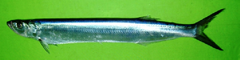 Whitefin Wolf-Herring photo 1